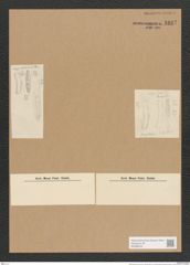 Diatomeae indet. (de-Toni-Nr.: Species 848? var.) Zeichnungen Sammlung Grunow Nr. 1687 (NHMW-BOT-W0368552)